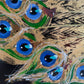 Golden peacock
